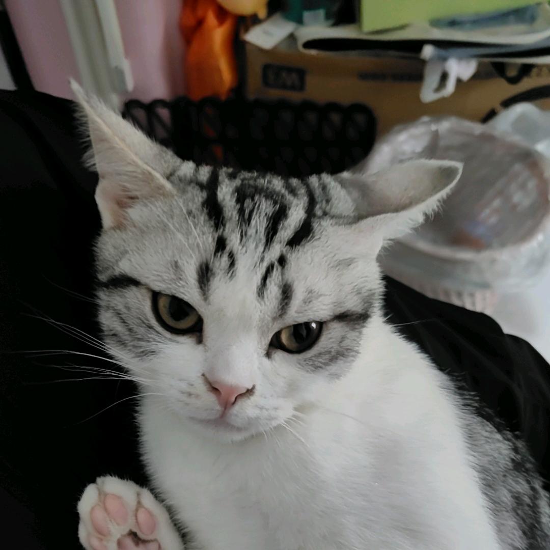 道骨犹存头像