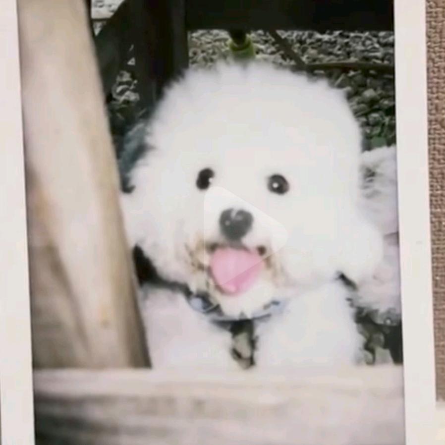 我的头像是狗么