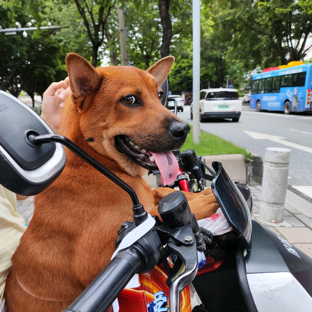 田园犬来福