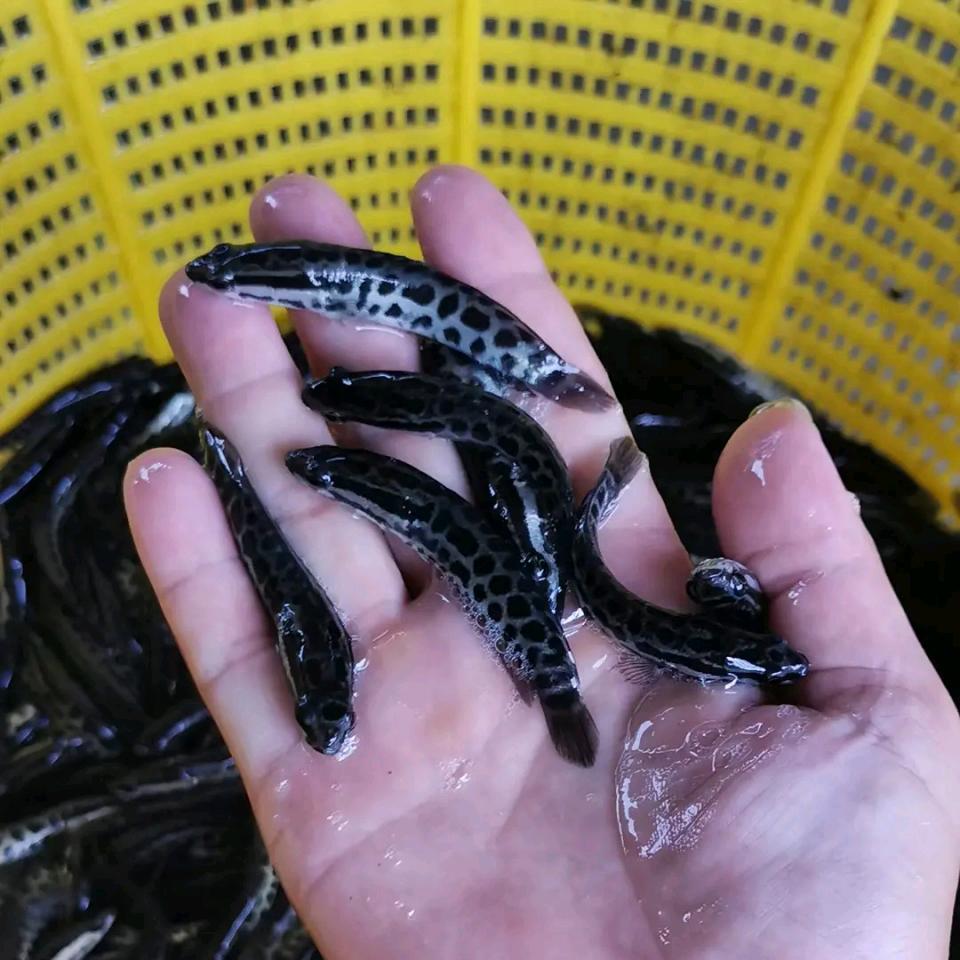 鸿祥水产