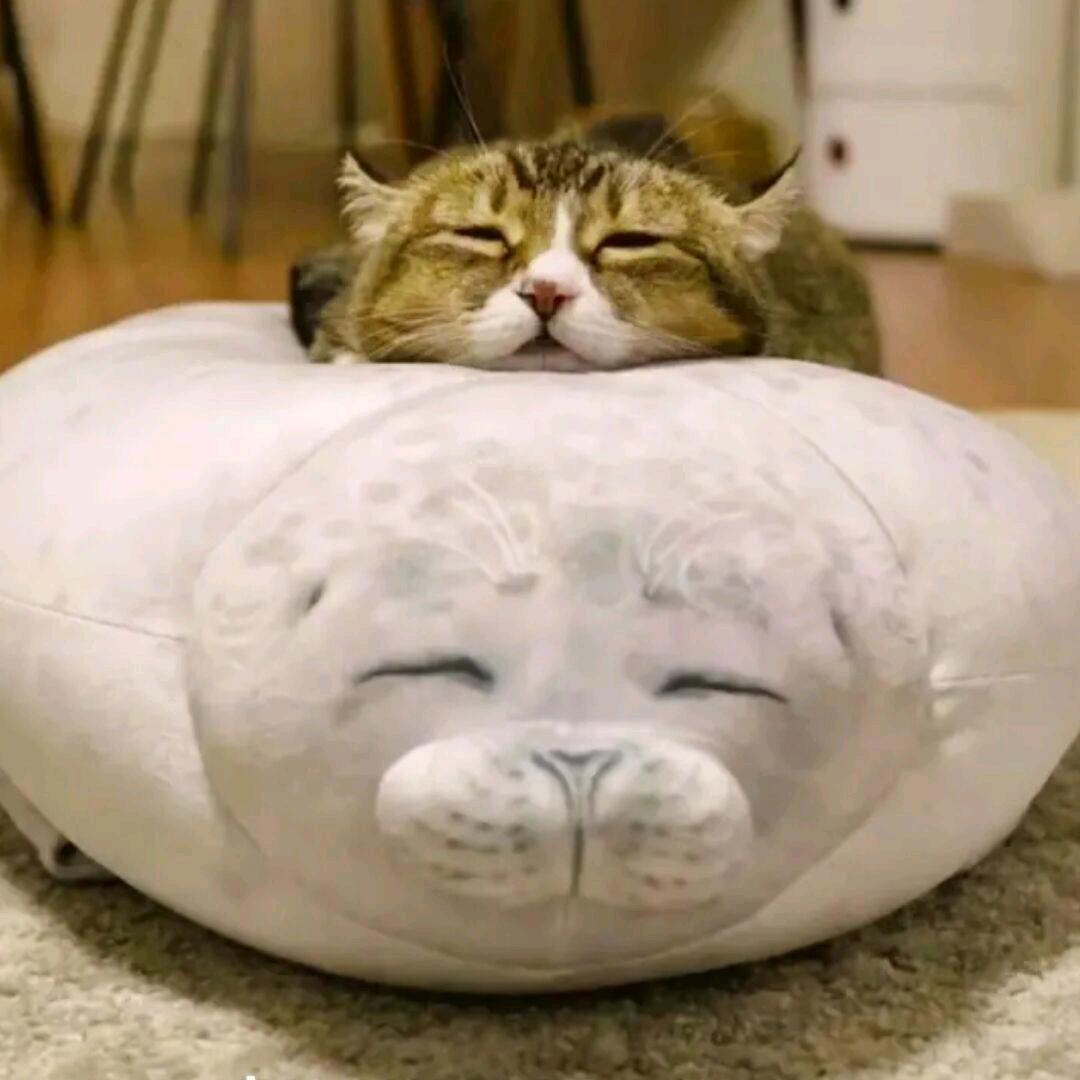 ”或许”