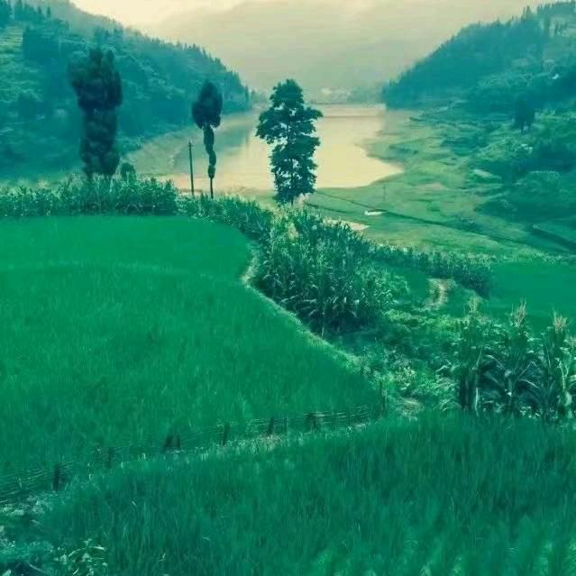 心想事成