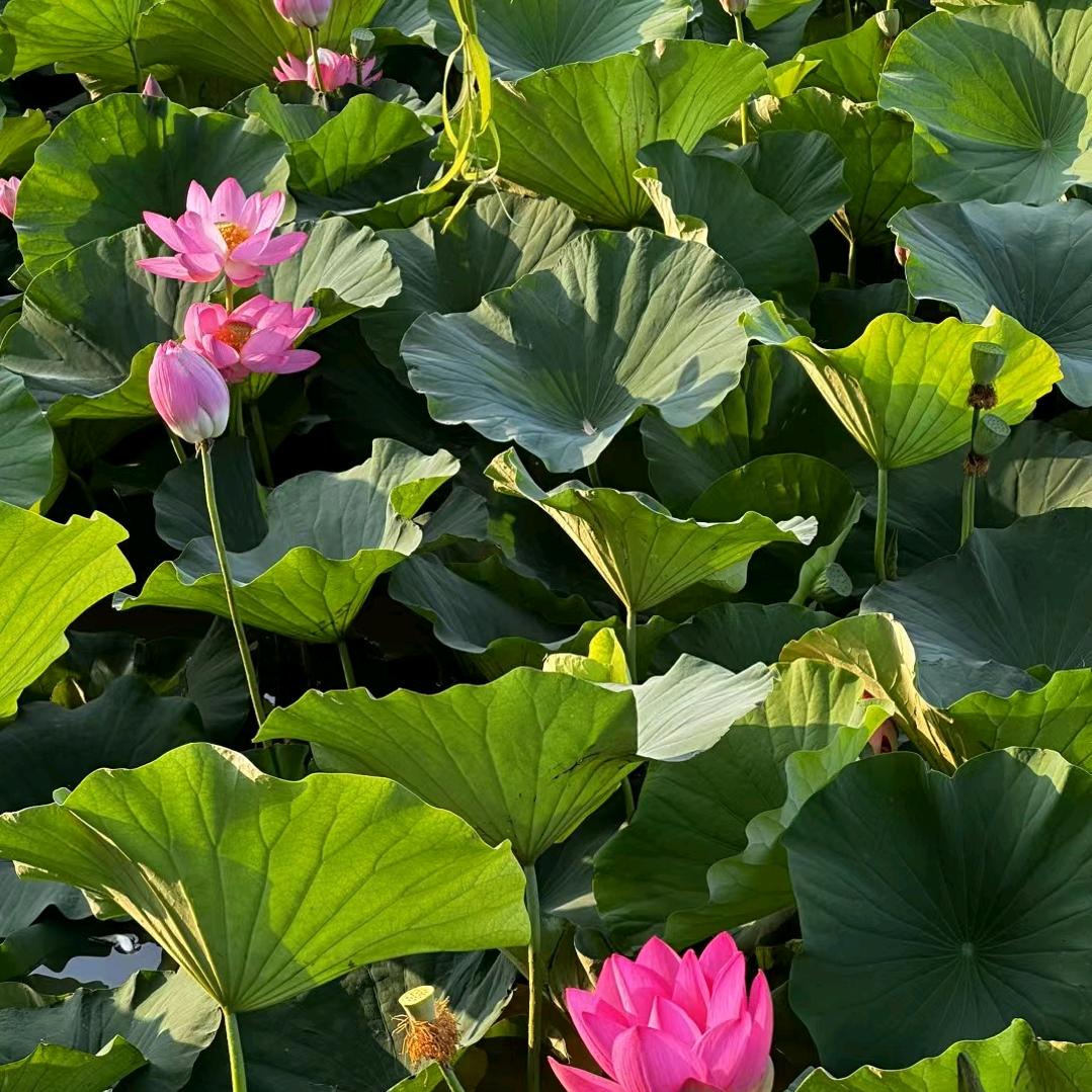 眉眼辰星