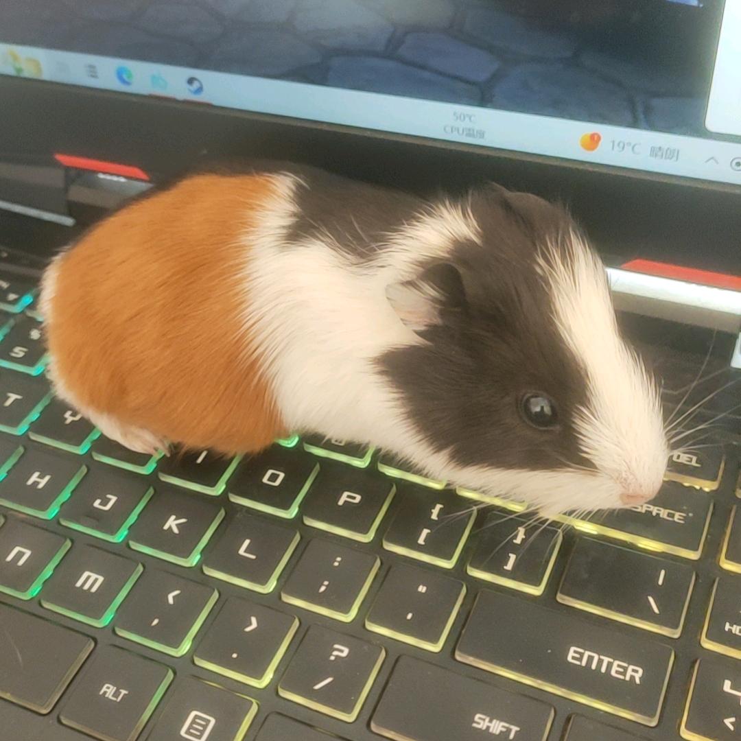 王者荣耀（路痴）