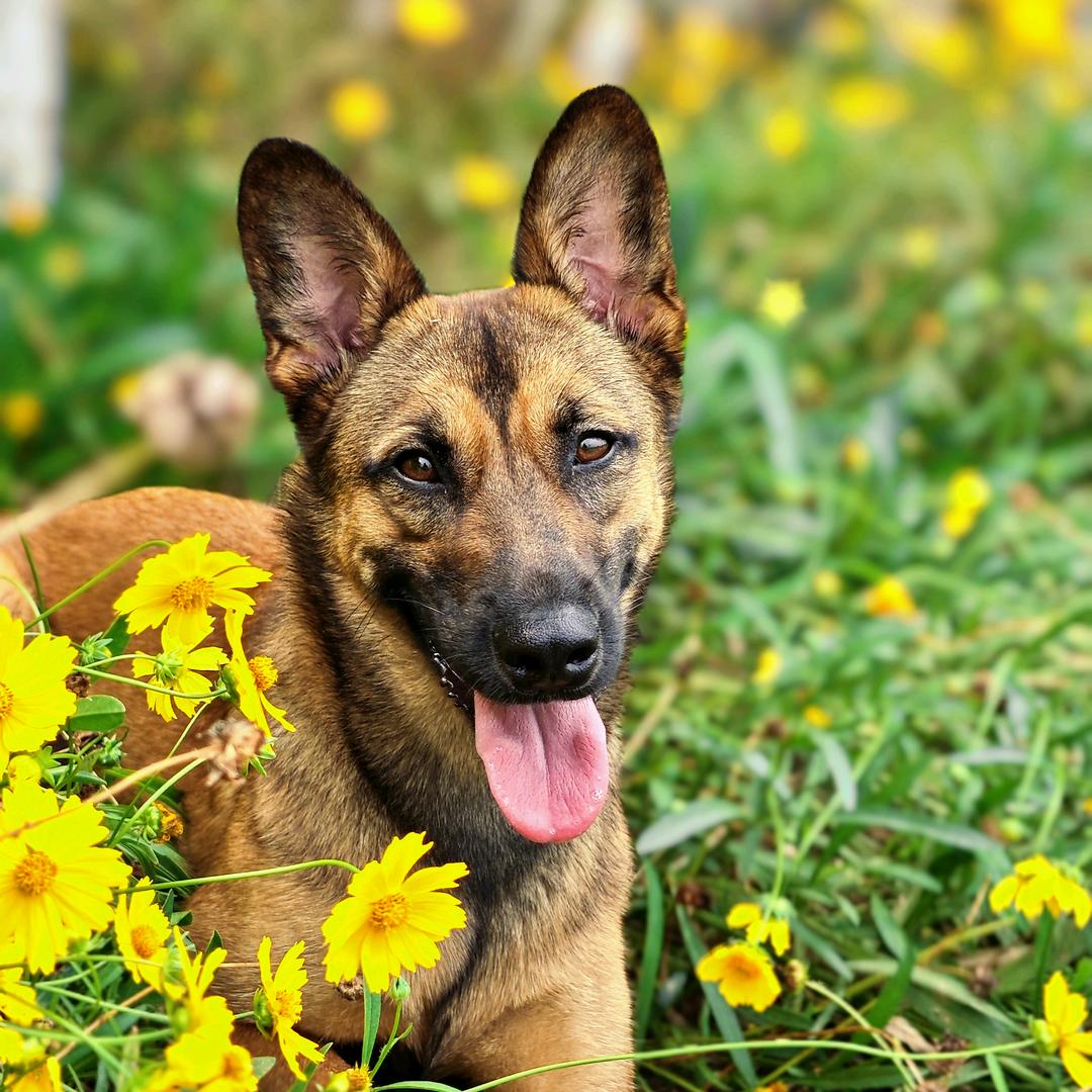 一个叫马尾🐶            ༽