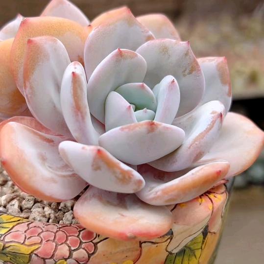 天津西青多肉园艺（接寄养）