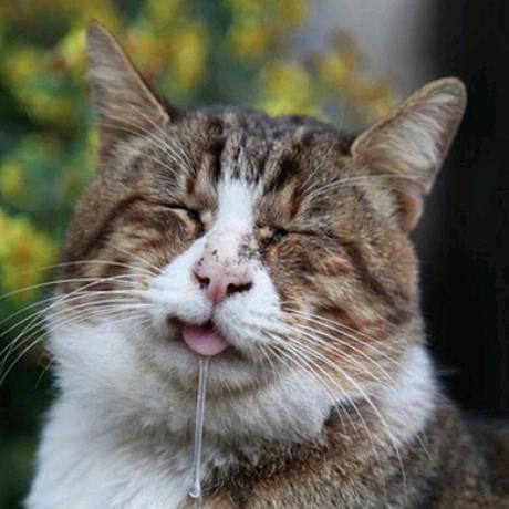 猫大叔