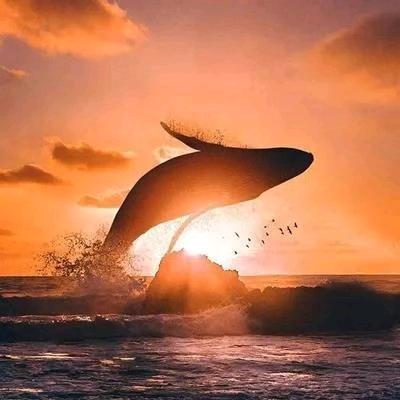 大鱼🐳丶