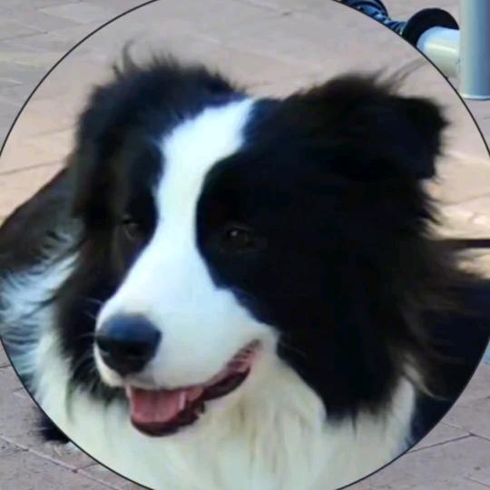 用户狗子也有权利生存在城市中！