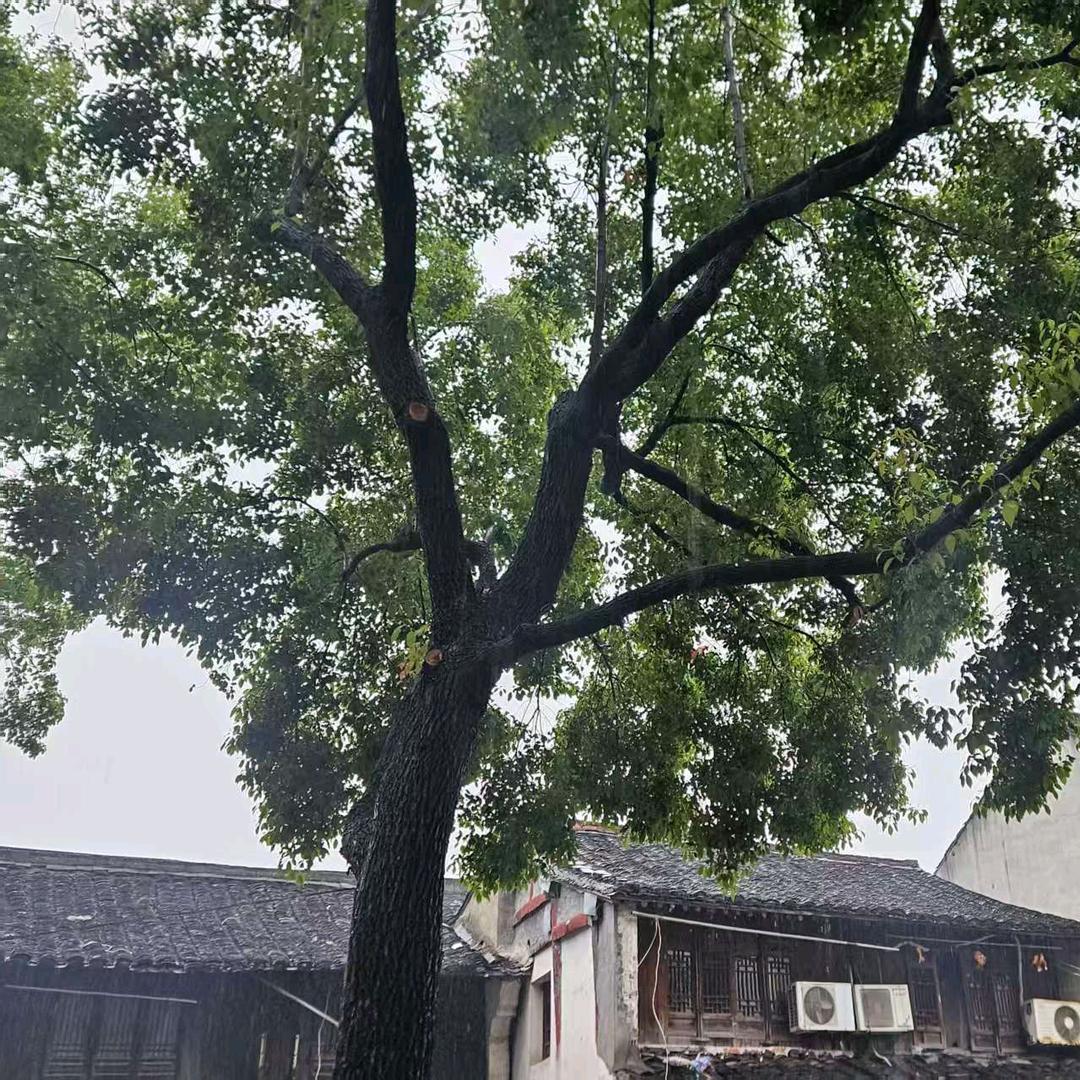 飞飞