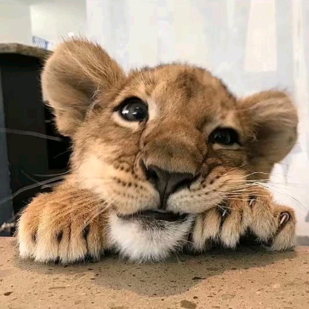 🦁大西几