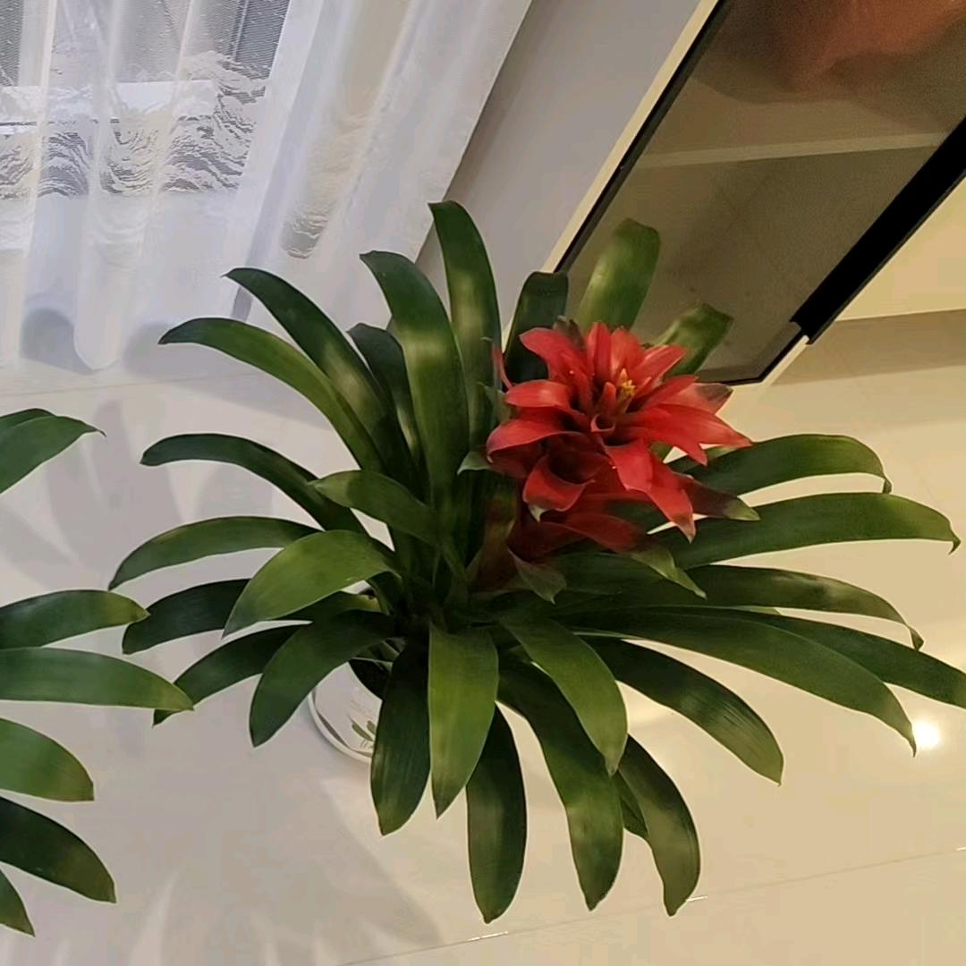 黑色郁金香🌷🌷🌷