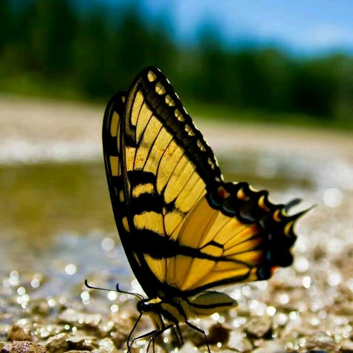 ღ᭄星星³⁷⁵᭄༊