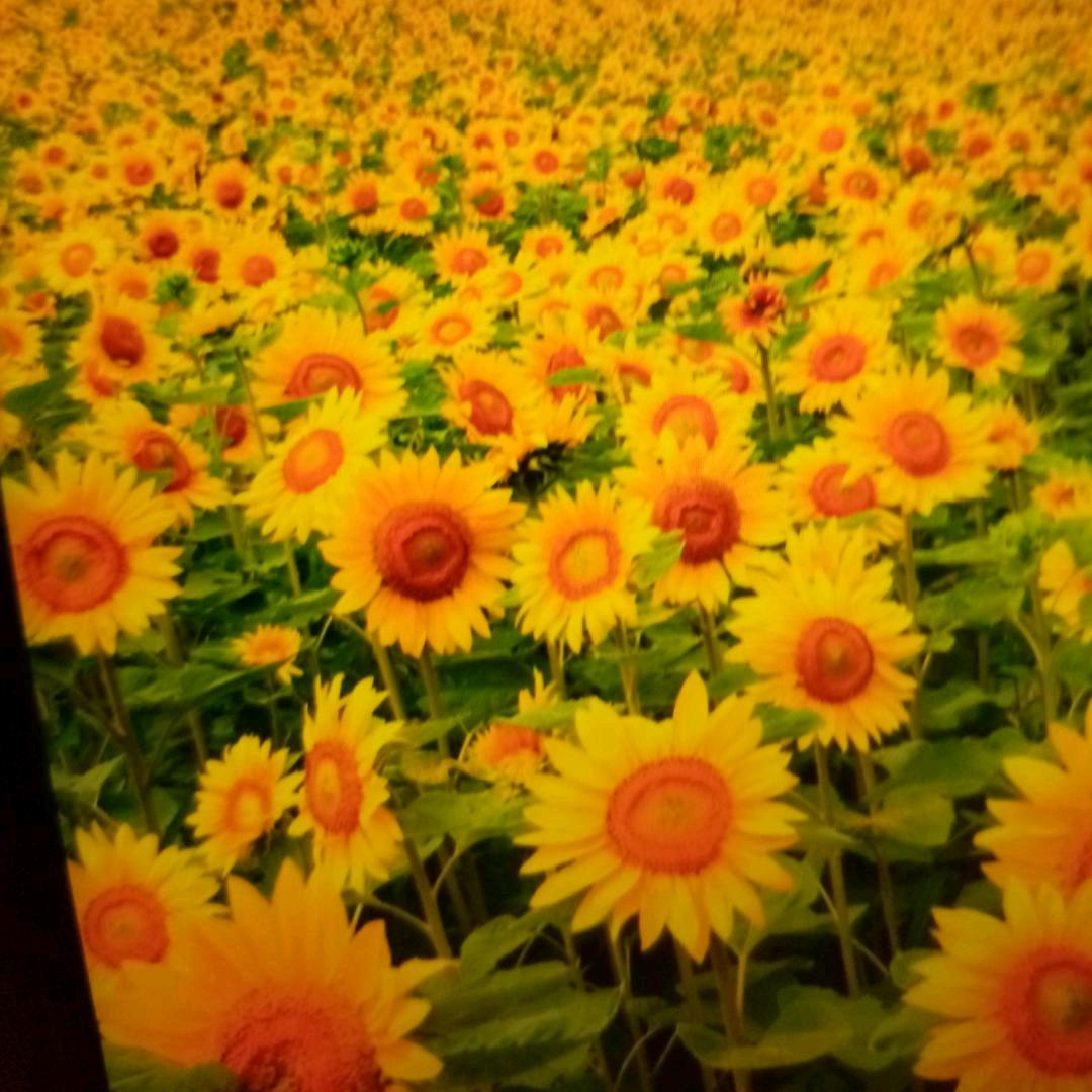 (ฅ•﹏•ฅ)zcx