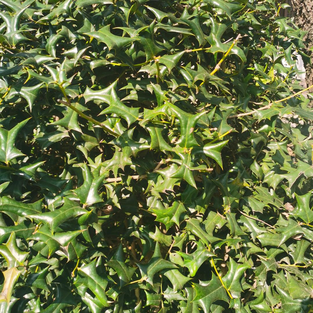 故事的小草