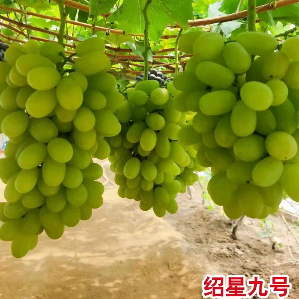 昌黎果树苗木专营店