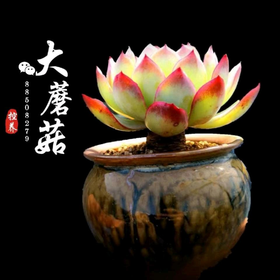 大蘑菇的控养花盆