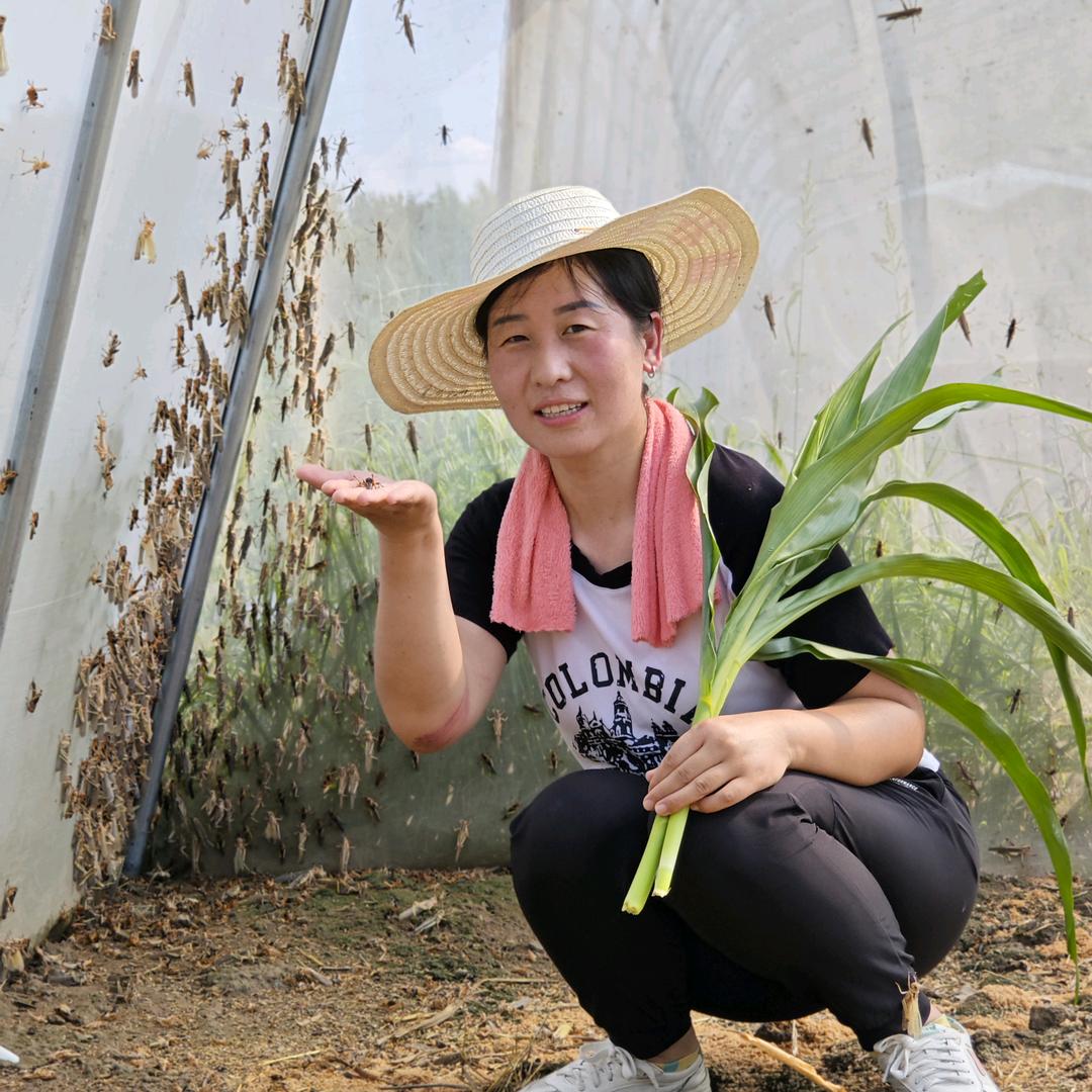 三只蚂蚱合作社