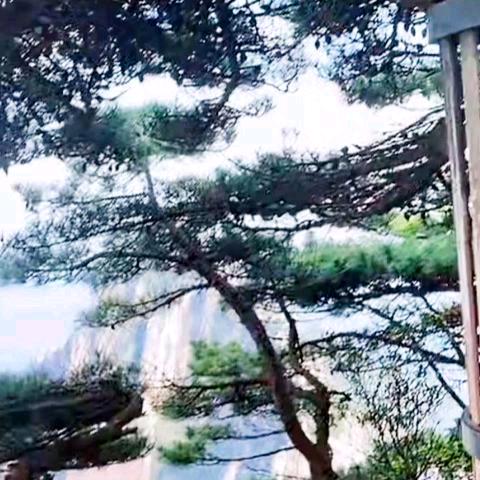 随风