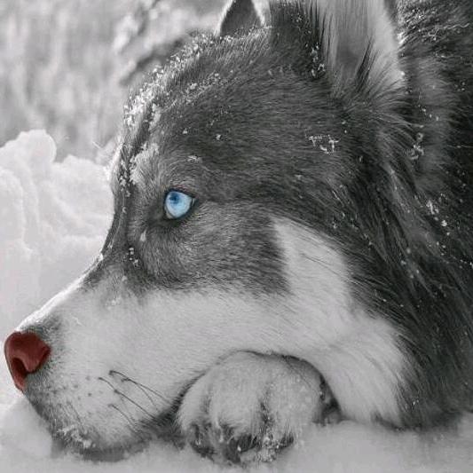 东风夜放丶花千树