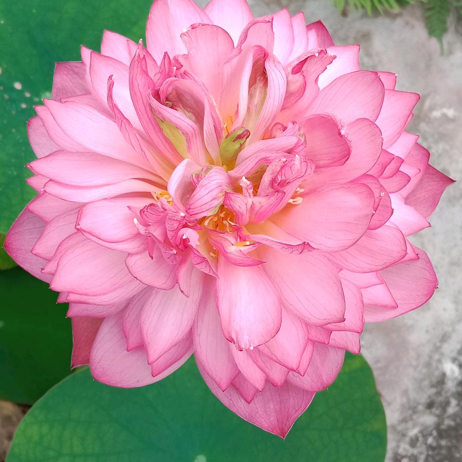 汤玉勤