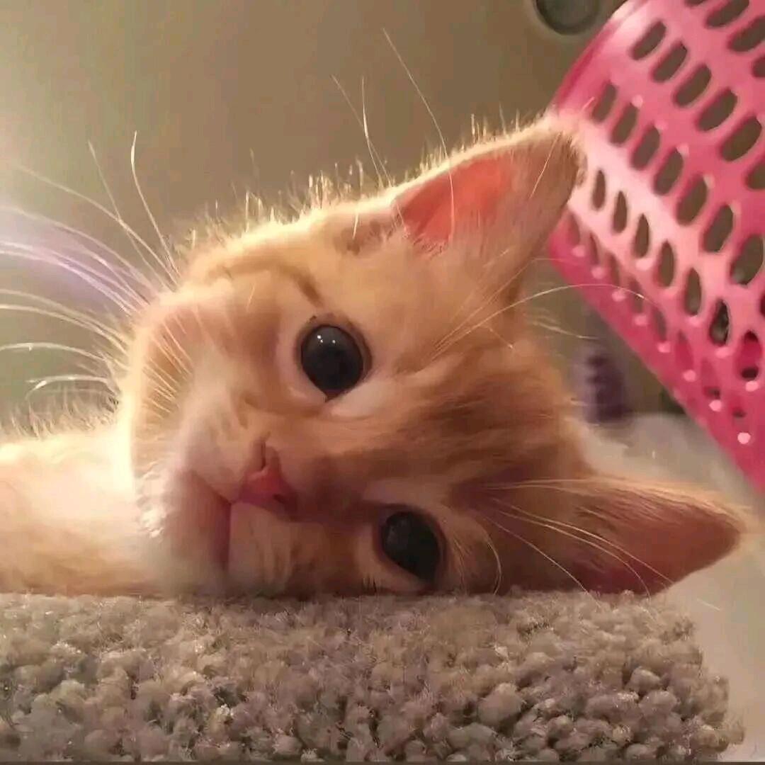 江羡