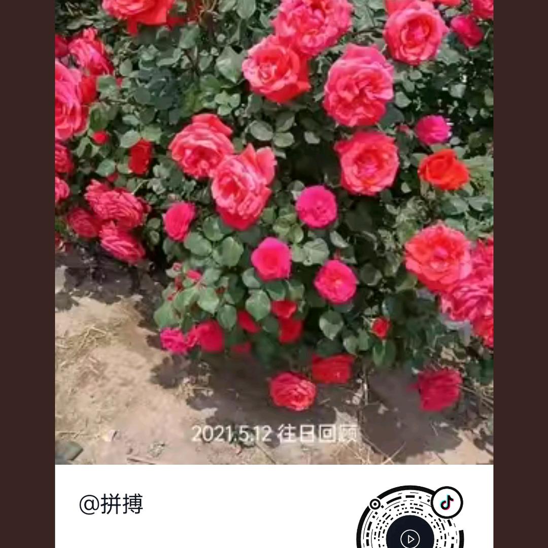 拼搏