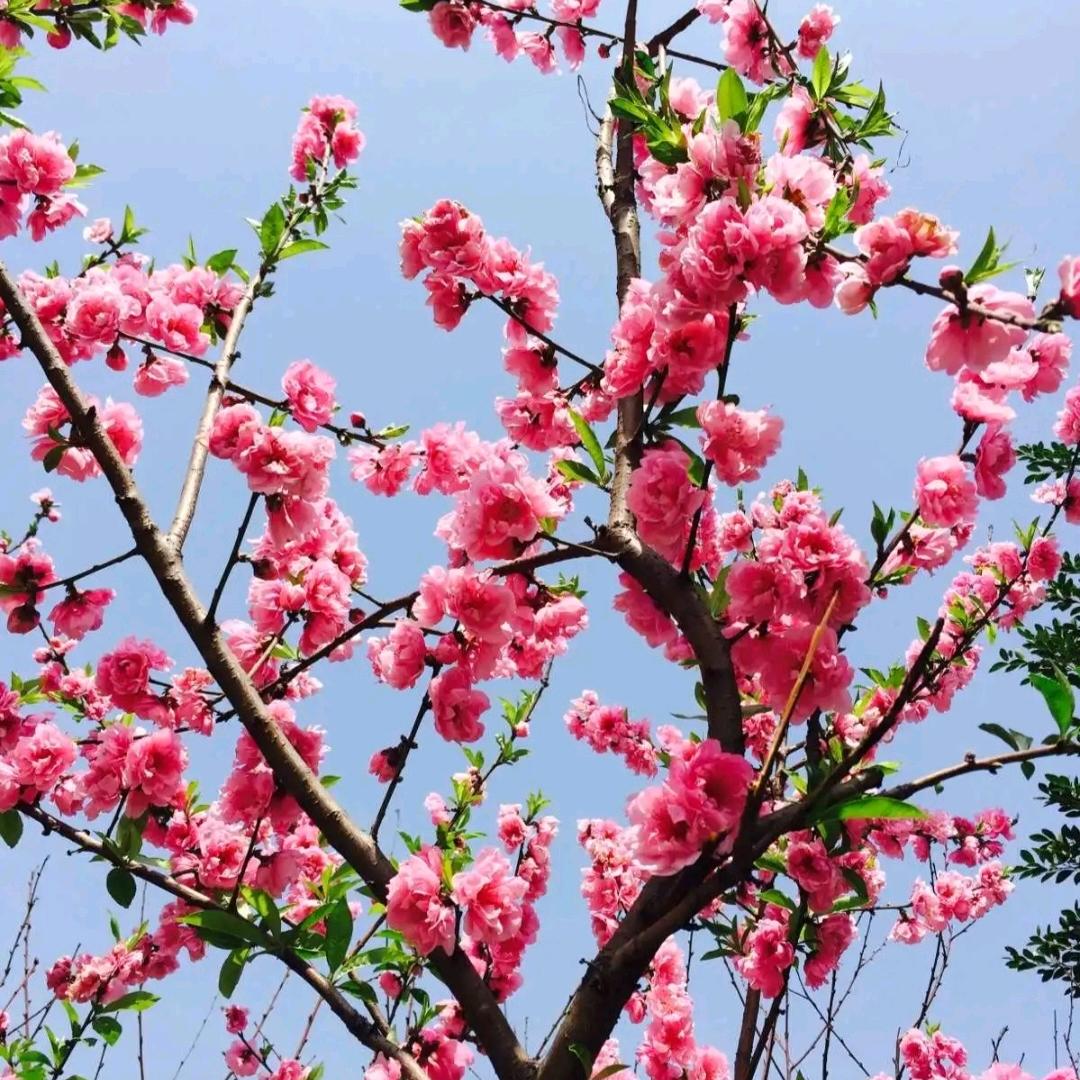 🌸桃花树下你和我🌸