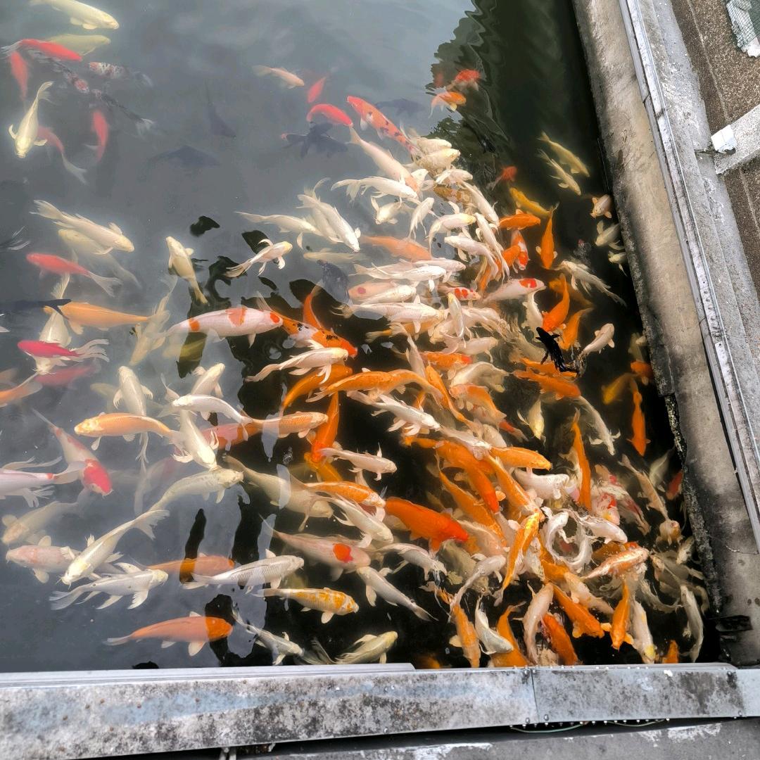 追风筝的人