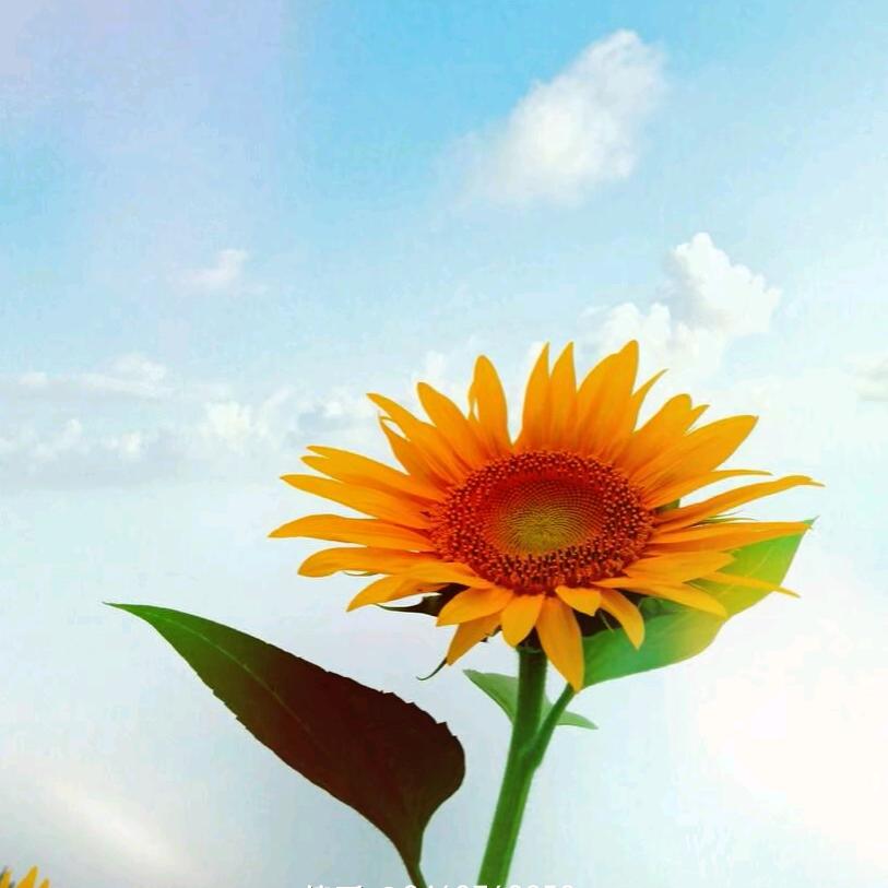 丰泰园艺用品精品店