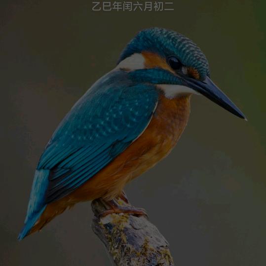烟酒代替