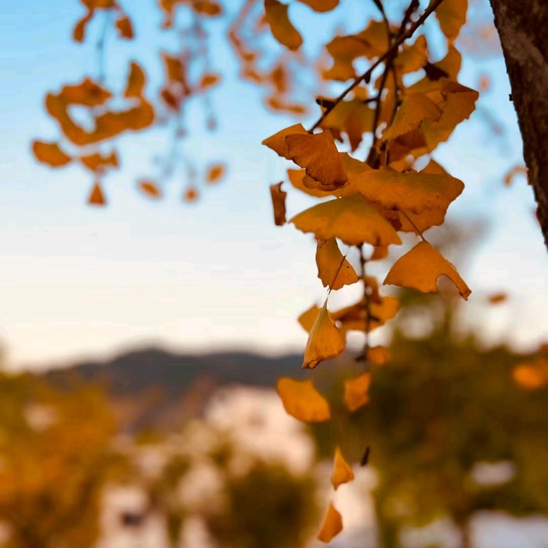 峡谷最菜安琪拉