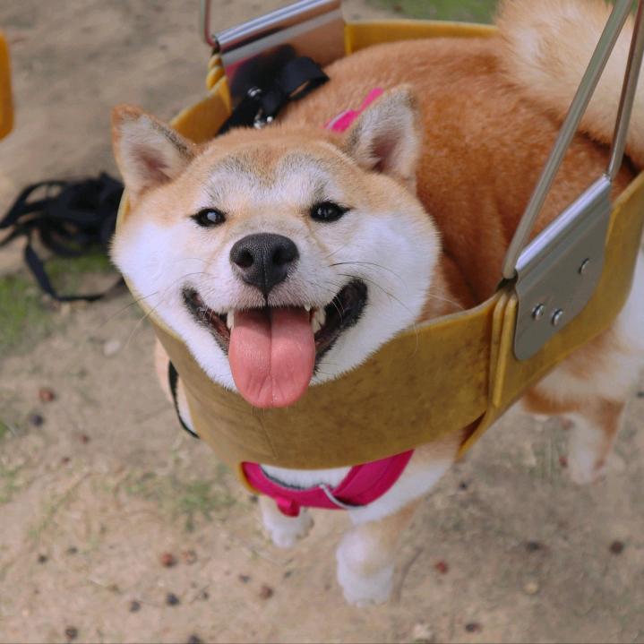辣笔小新不新