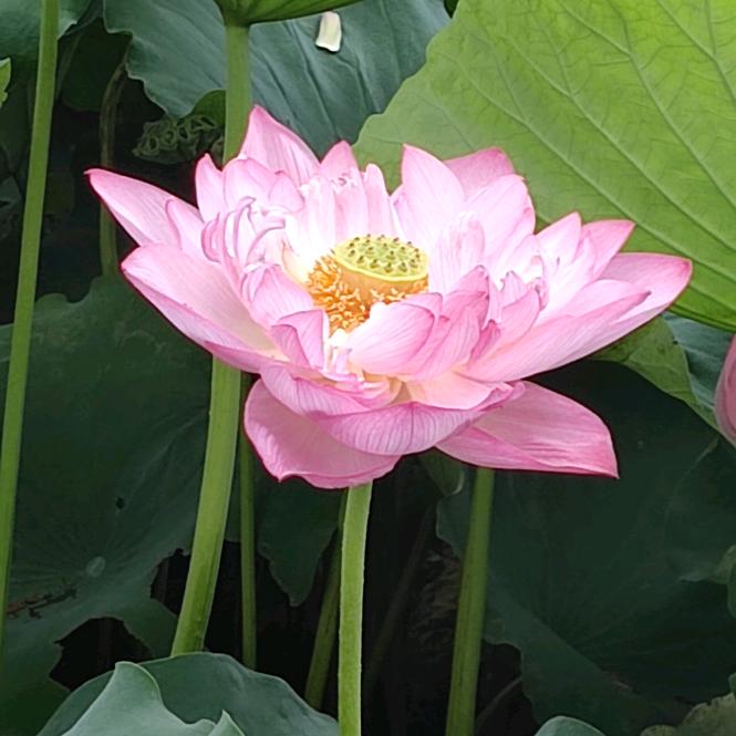 东方羊妈
