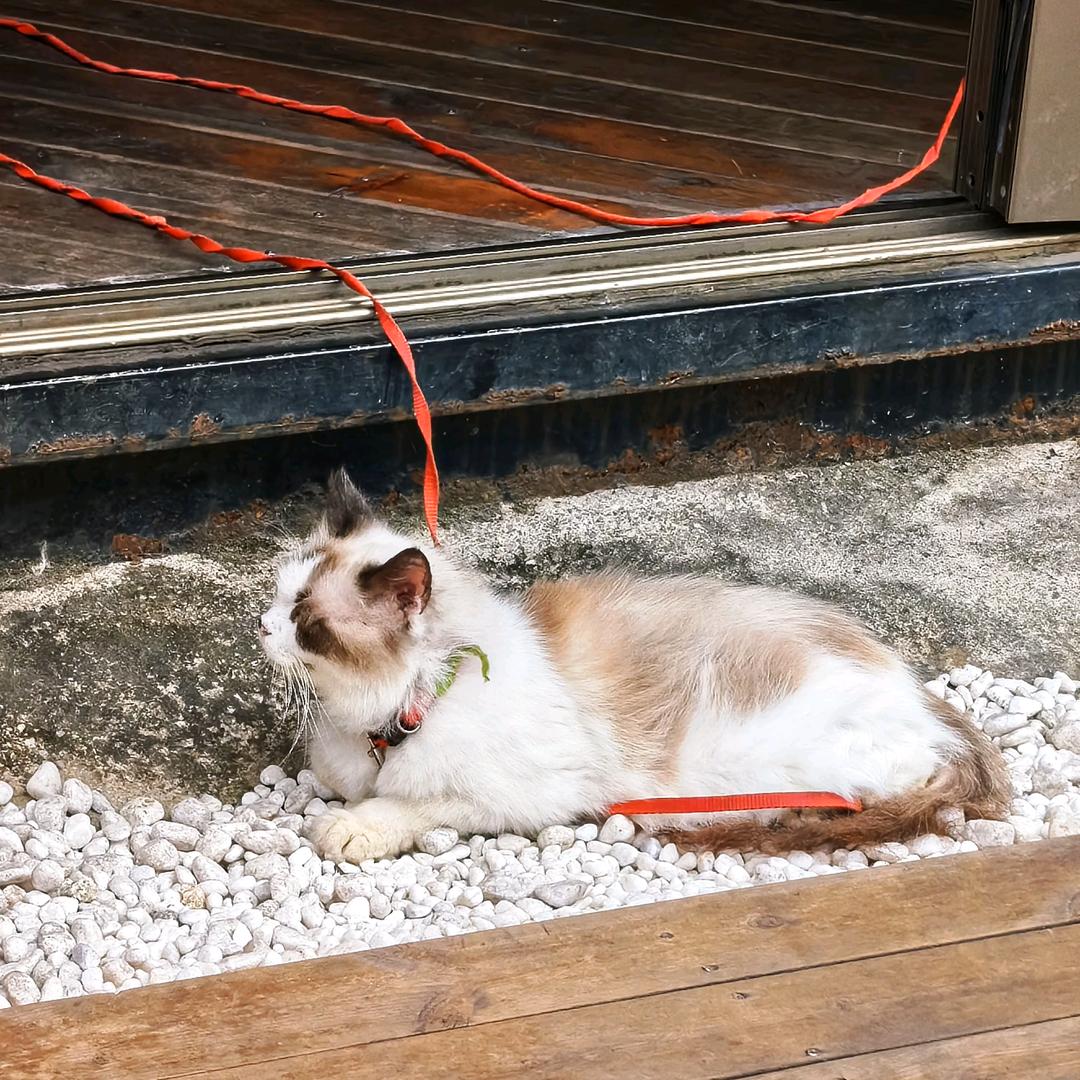 是睦焱