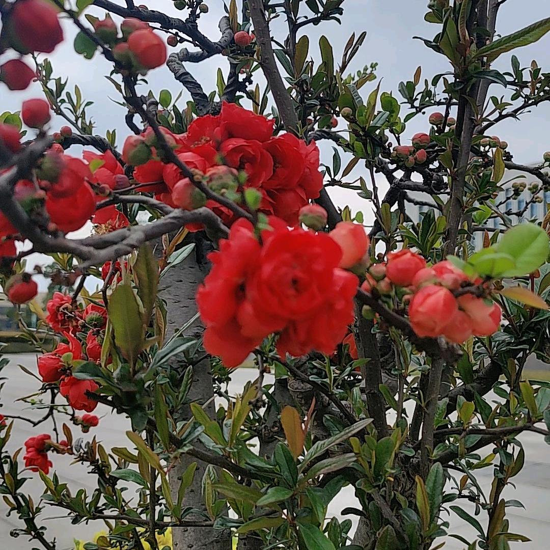 牟紫恋蝶依