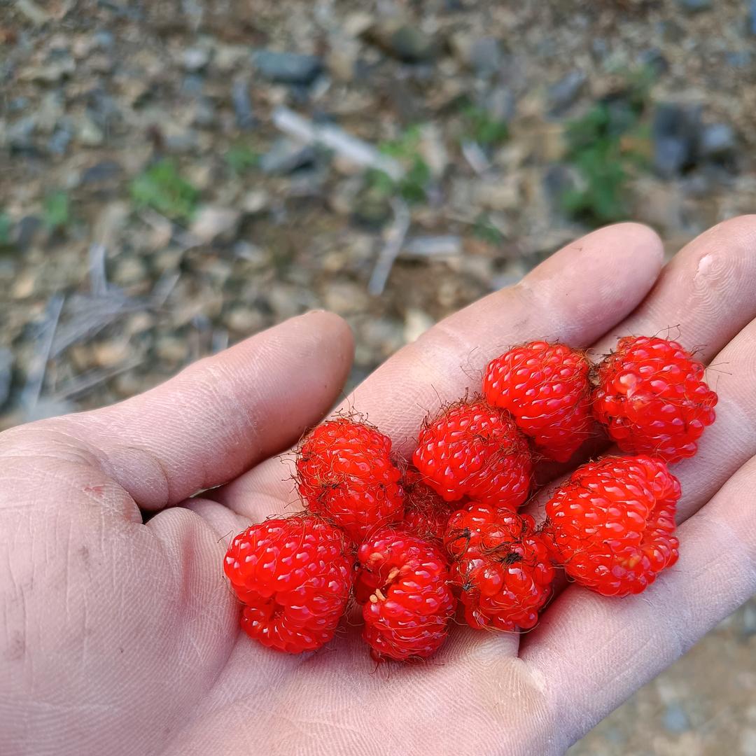 荣意养殖