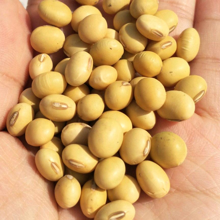 长年收购黄豆.下脚料，坏豆