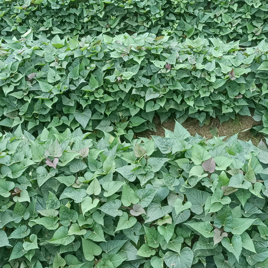 湛江红薯苗