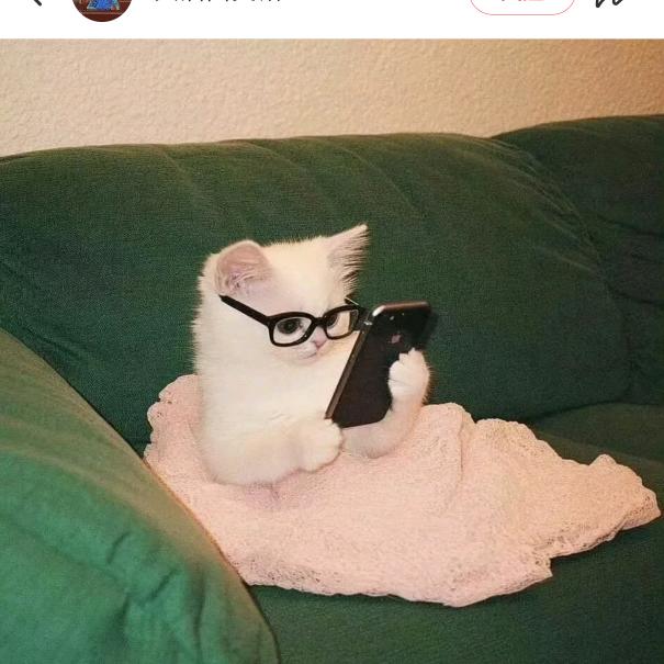 懒猫🐈