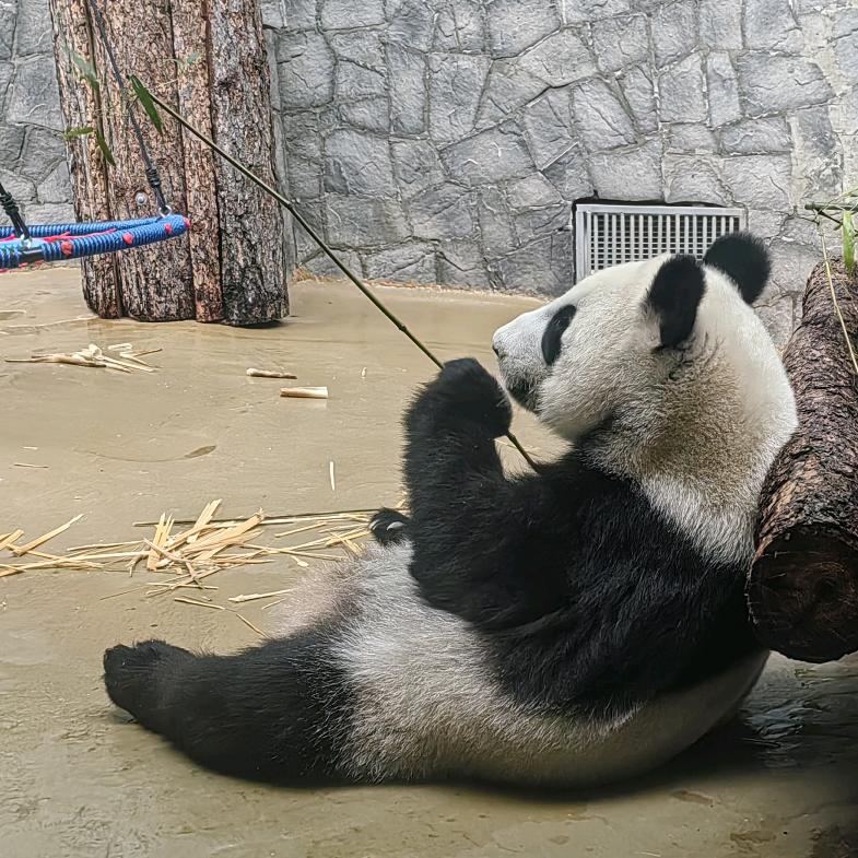 在俄罗斯的老杨