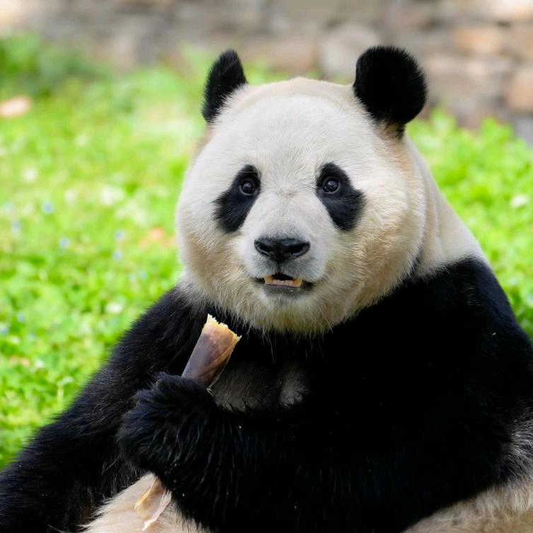 爱吃香菜的凤梨