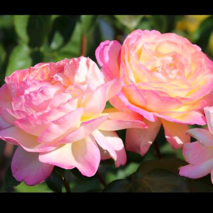 苏州新区小沈牵线