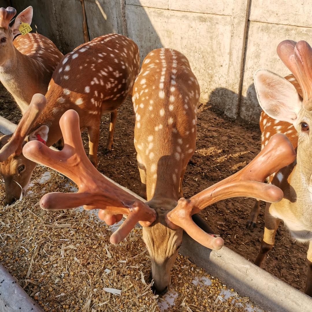 鸿承滋补养生专营店