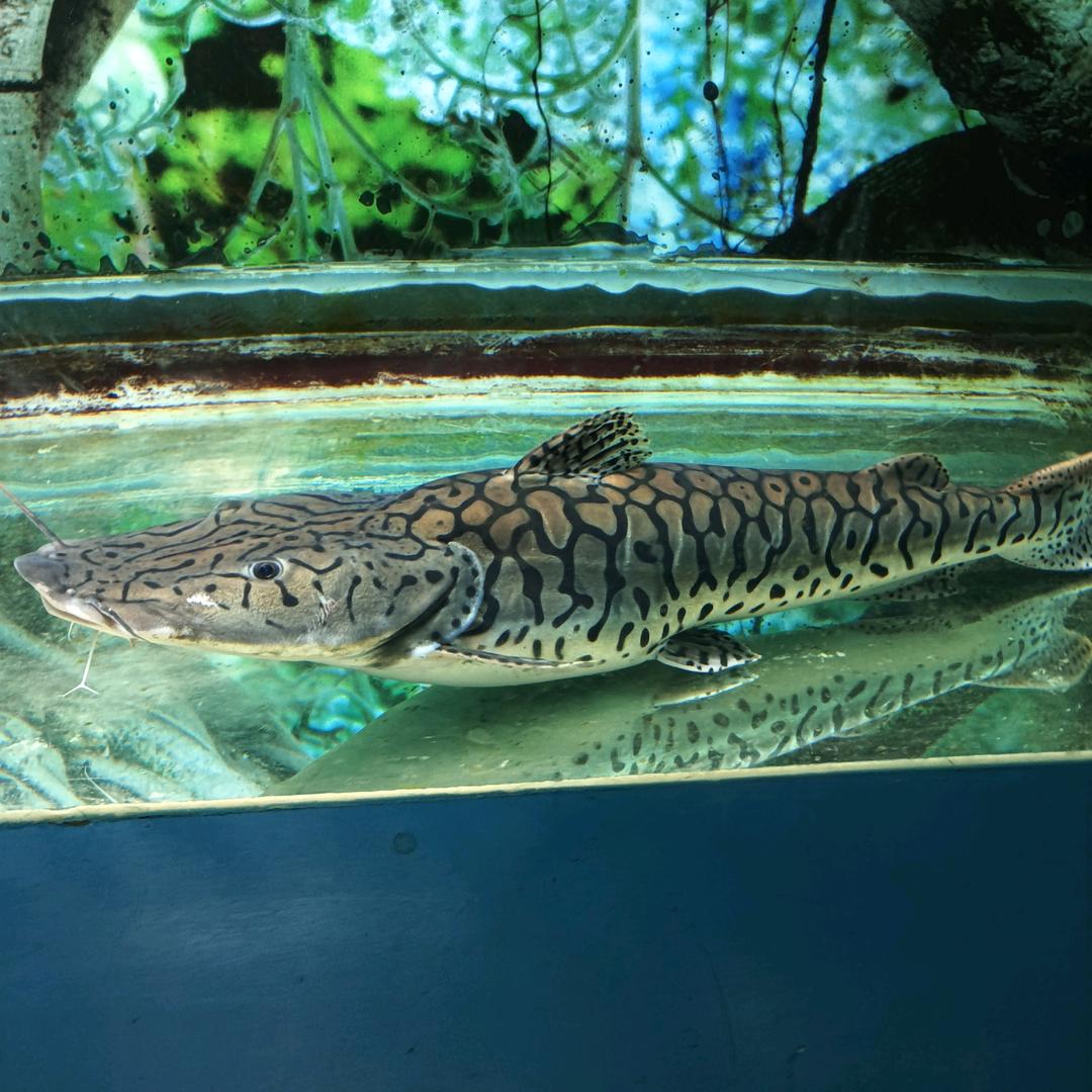 福星骑行(拉萨80后的单身)