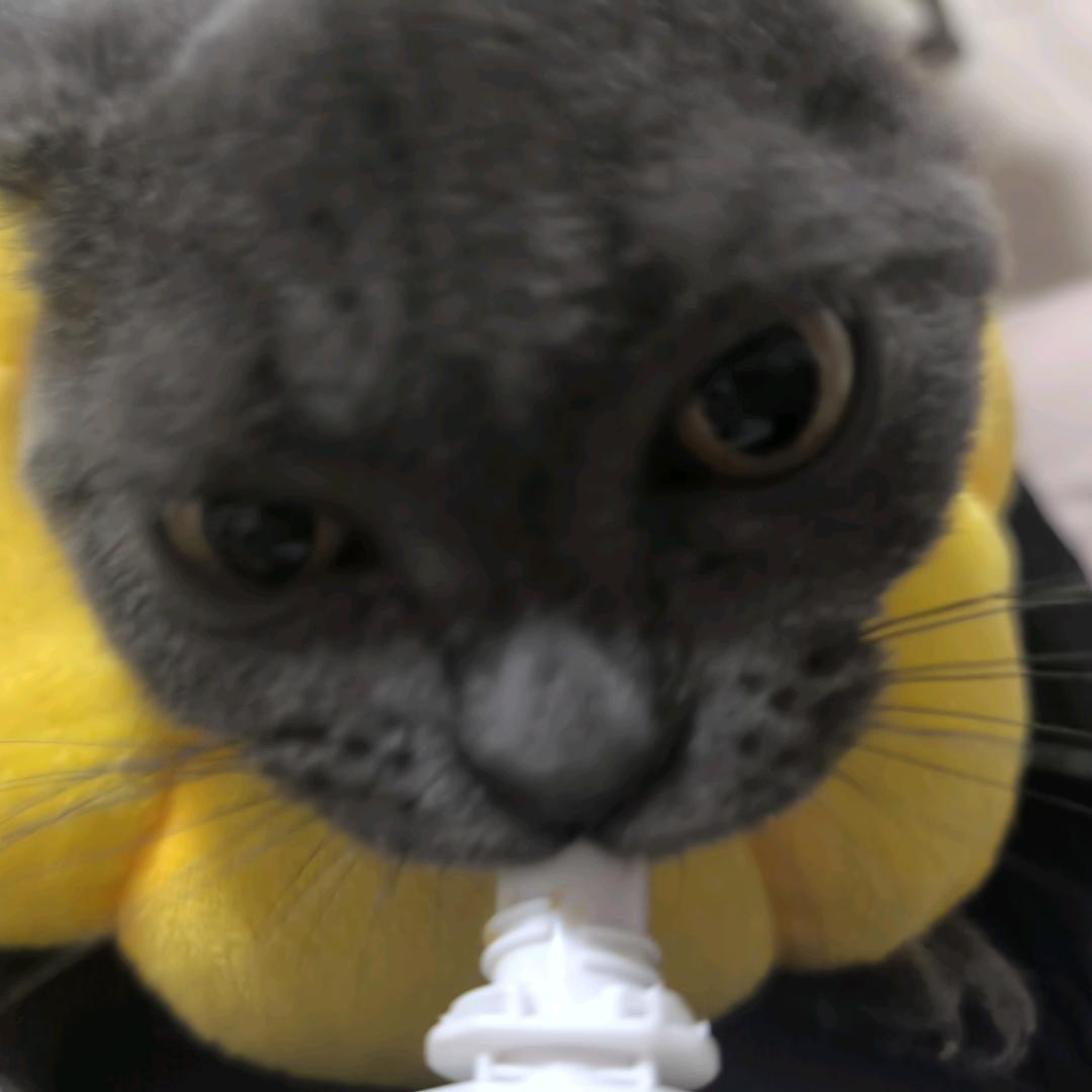 z点点