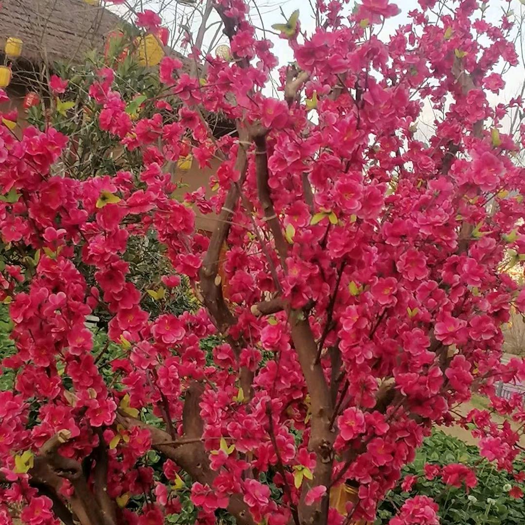税岁平安