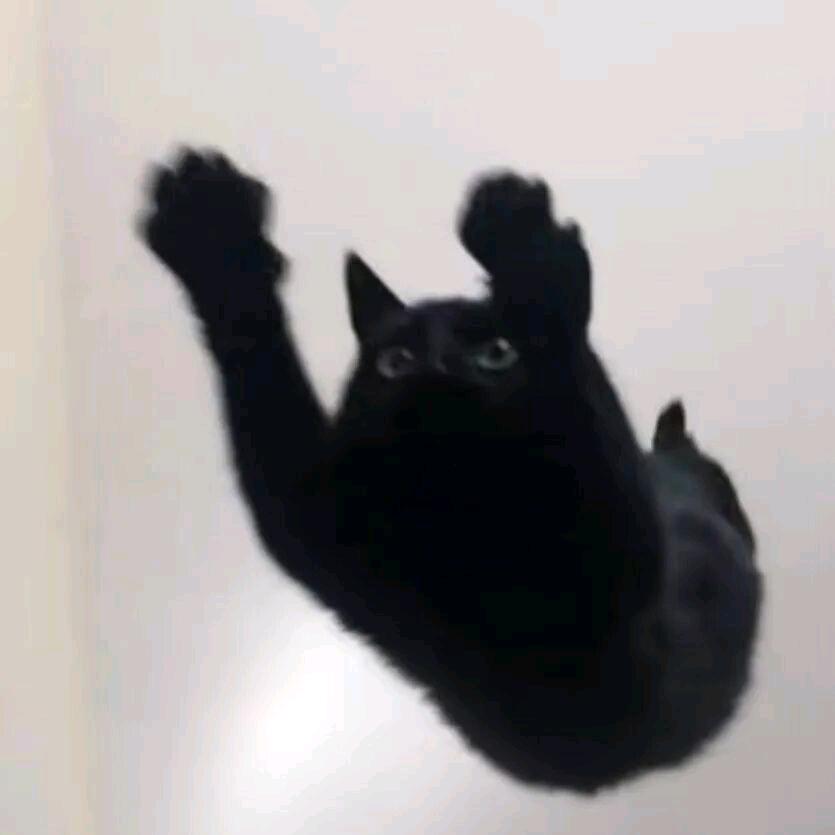 18岁黑猫老太.
