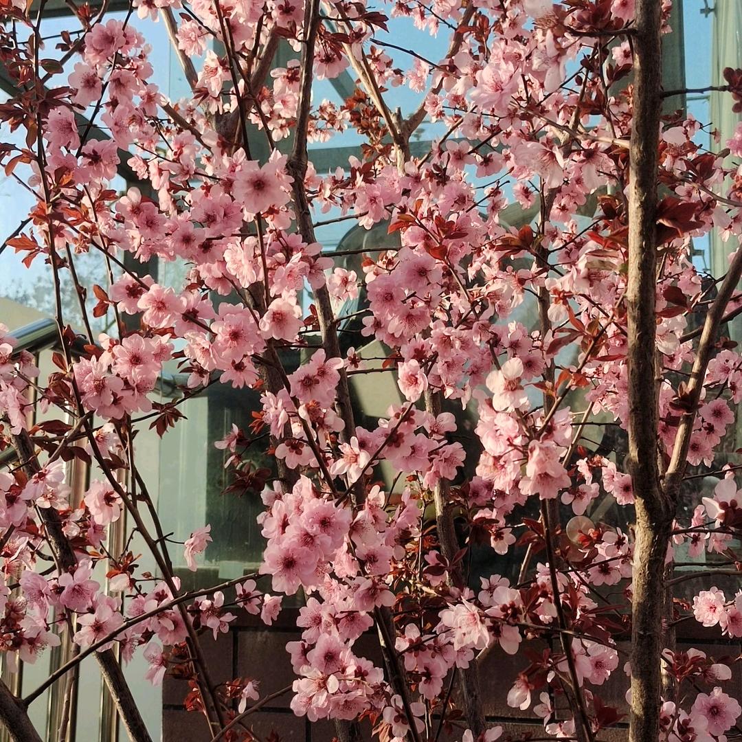 幸福别致
