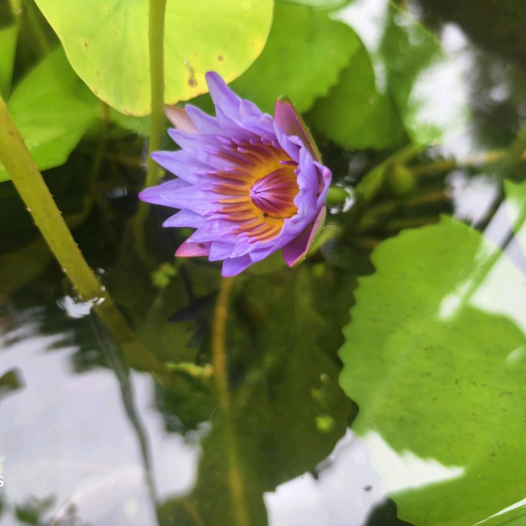 扬帆《娱乐大舞台》